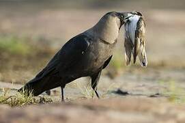 House Crow