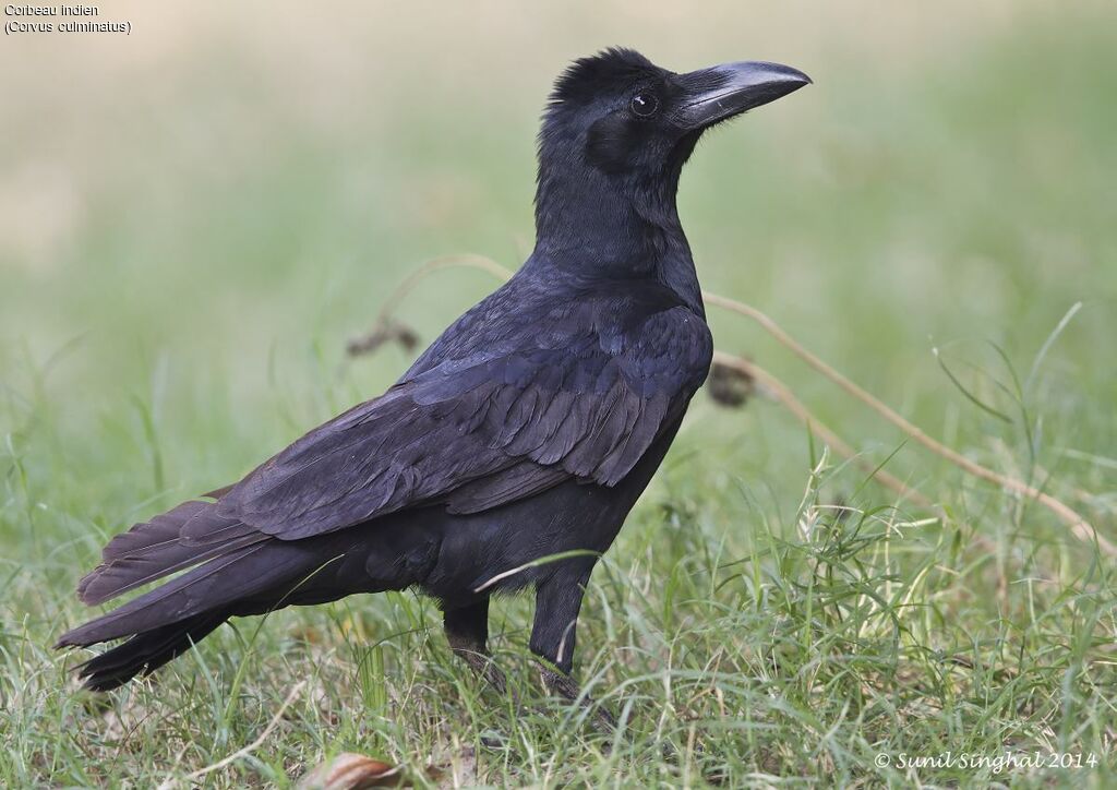 Corbeau indienadulte, identification