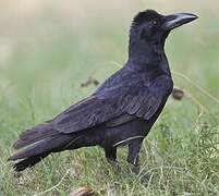 Indian Jungle Crow