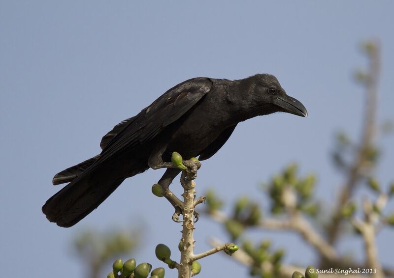 Indian Jungle Crow