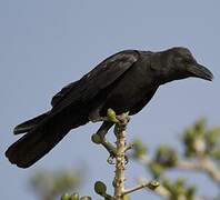 Indian Jungle Crow