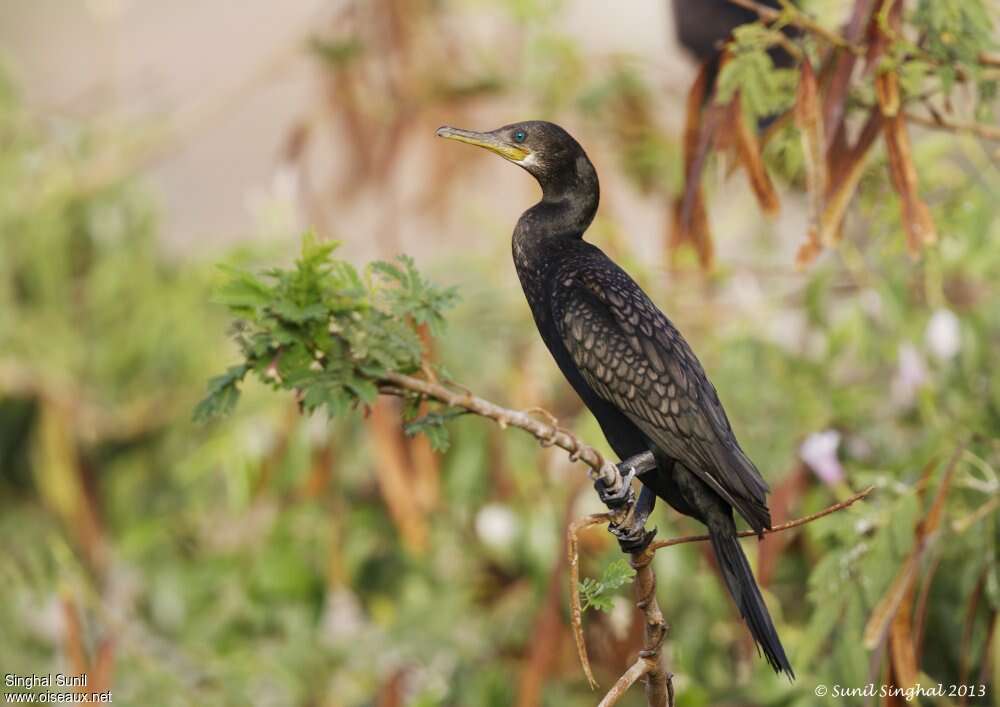 Cormoran à cou brunadulte nuptial, identification, Comportement