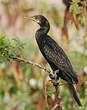 Cormoran à cou brun