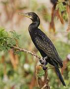 Indian Cormorant