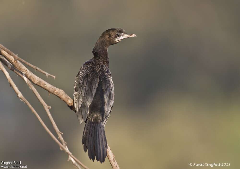 Little CormorantSecond year, identification