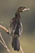 Little Cormorant