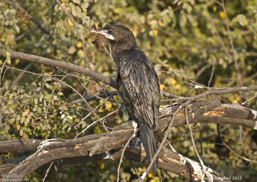 Little CormorantSecond year, identification