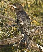 Little Cormorant