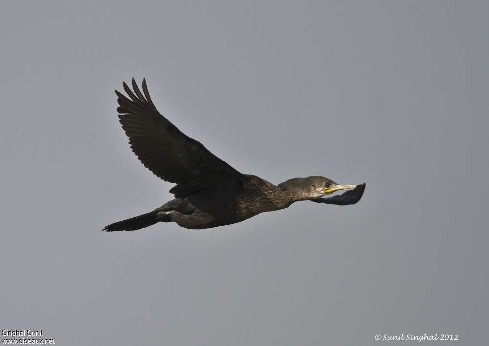 Little Cormorantimmature, Flight