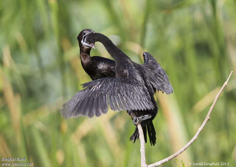 Little Cormorant, eats, Reproduction-nesting, Behaviour
