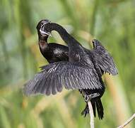 Little Cormorant