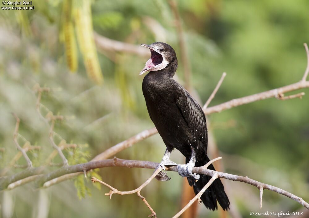 Cormoran de Vieillotadulte, identification, Comportement