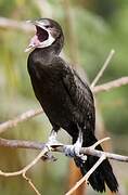 Cormoran de Vieillot