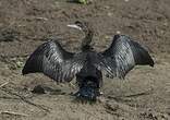 Cormoran de Vieillot