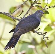 Grey-bellied Cuckoo