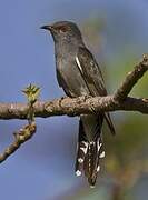 Grey-bellied Cuckoo