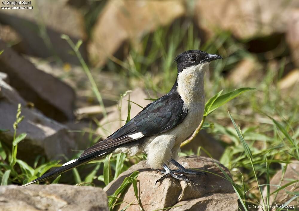 Jacobin Cuckooadult, identification