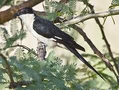 Jacobin Cuckoo