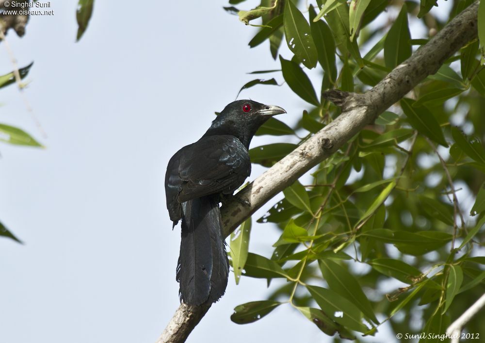 Asian Koel male adult, identification