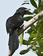 Asian Koel