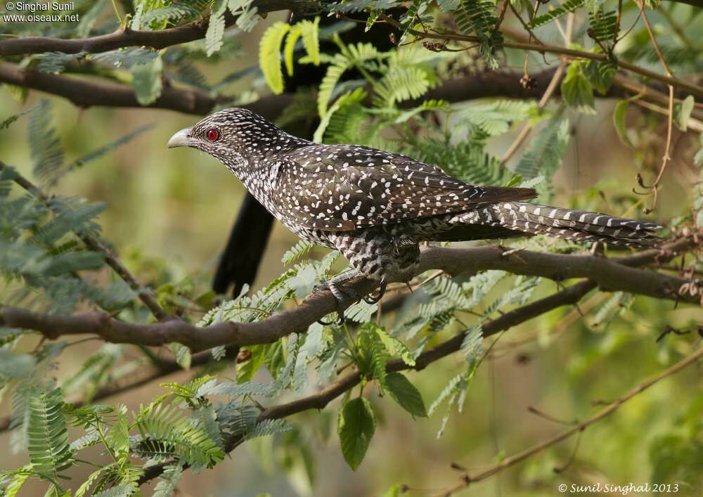 Asian Koel female adult, identification