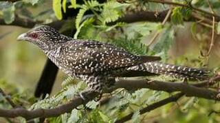 Asian Koel