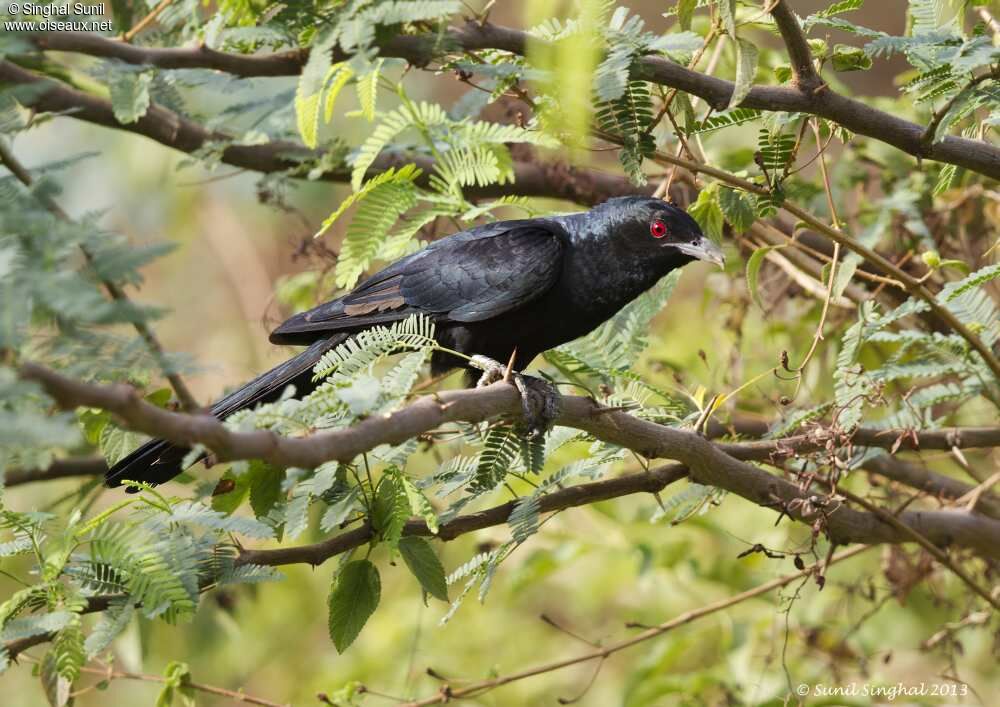 Asian Koel male adult, identification