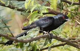 Asian Koel