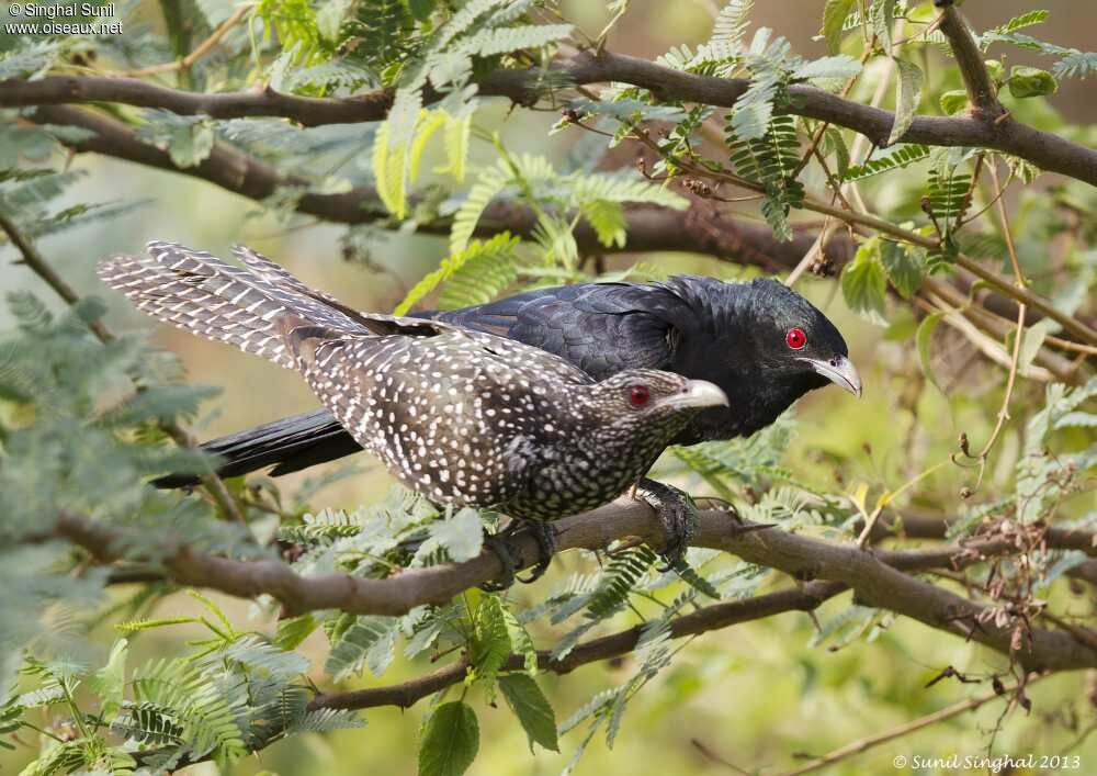 Asian Koel adult, identification