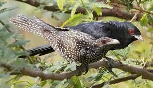 Asian Koel