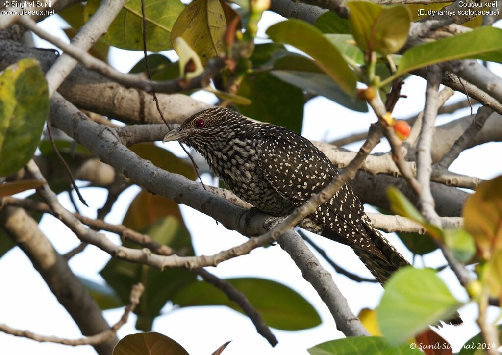 Asian Koel female adult, identification