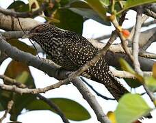 Asian Koel