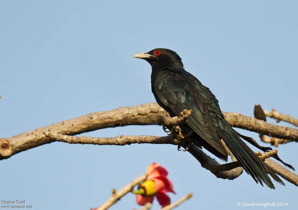 Asian Koel male adult, identification