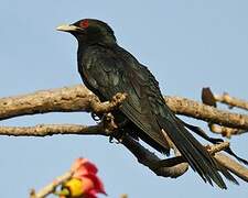 Asian Koel