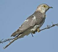 Common Hawk-Cuckoo