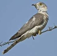 Common Hawk-Cuckoo