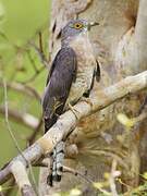 Common Hawk-Cuckoo