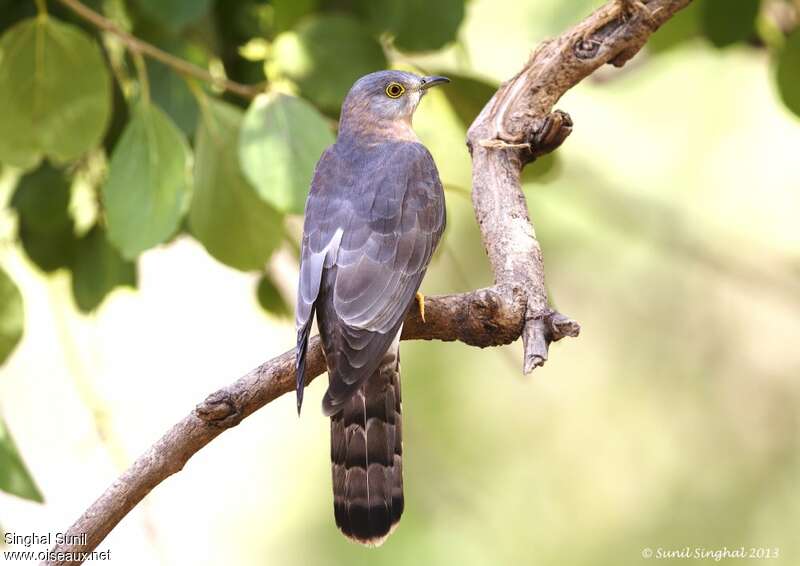 Common Hawk-Cuckooadult
