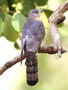 Common Hawk-Cuckoo