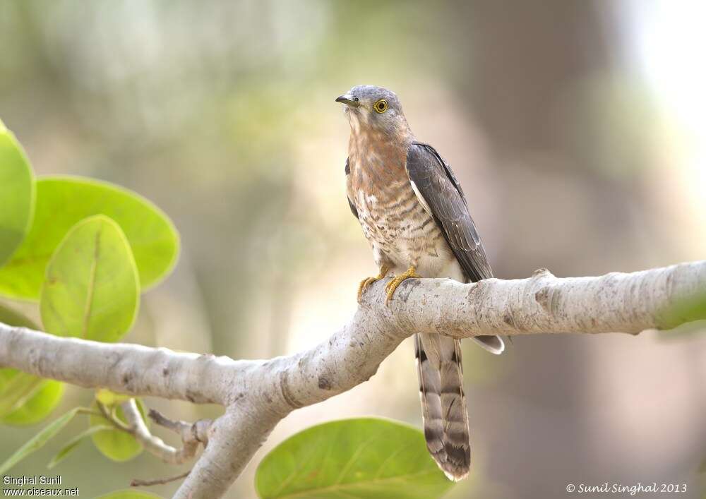 Common Hawk-Cuckooadult