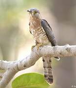 Common Hawk-Cuckoo