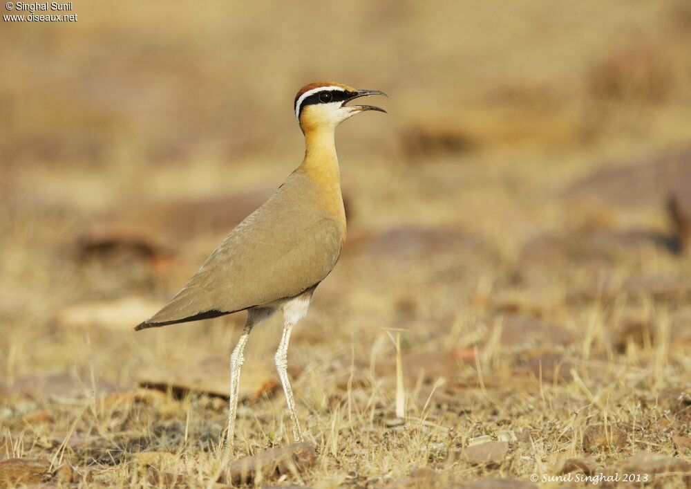 Indian Courseradult, identification