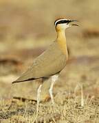 Indian Courser