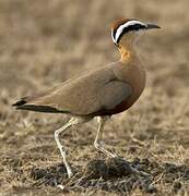 Indian Courser