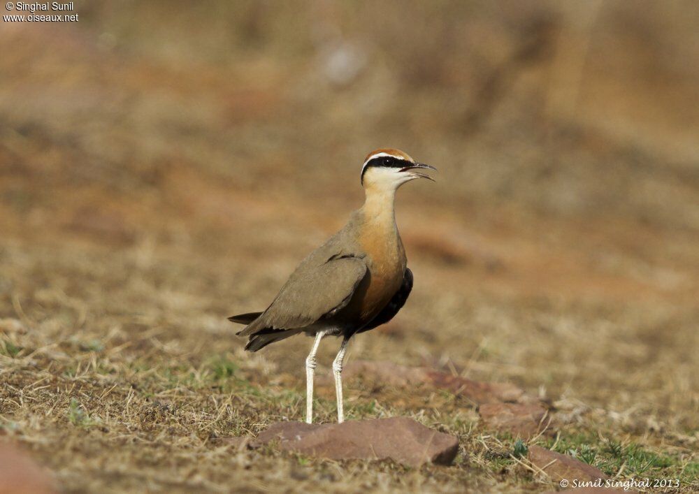 Indian Courseradult, identification