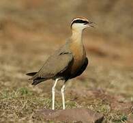 Indian Courser