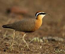 Indian Courser