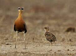 Indian Courser