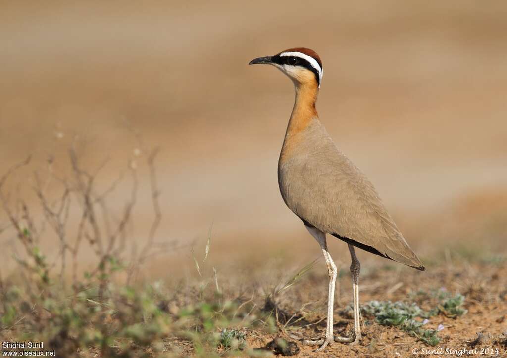 Courvite de Coromandeladulte, identification