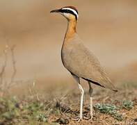 Indian Courser